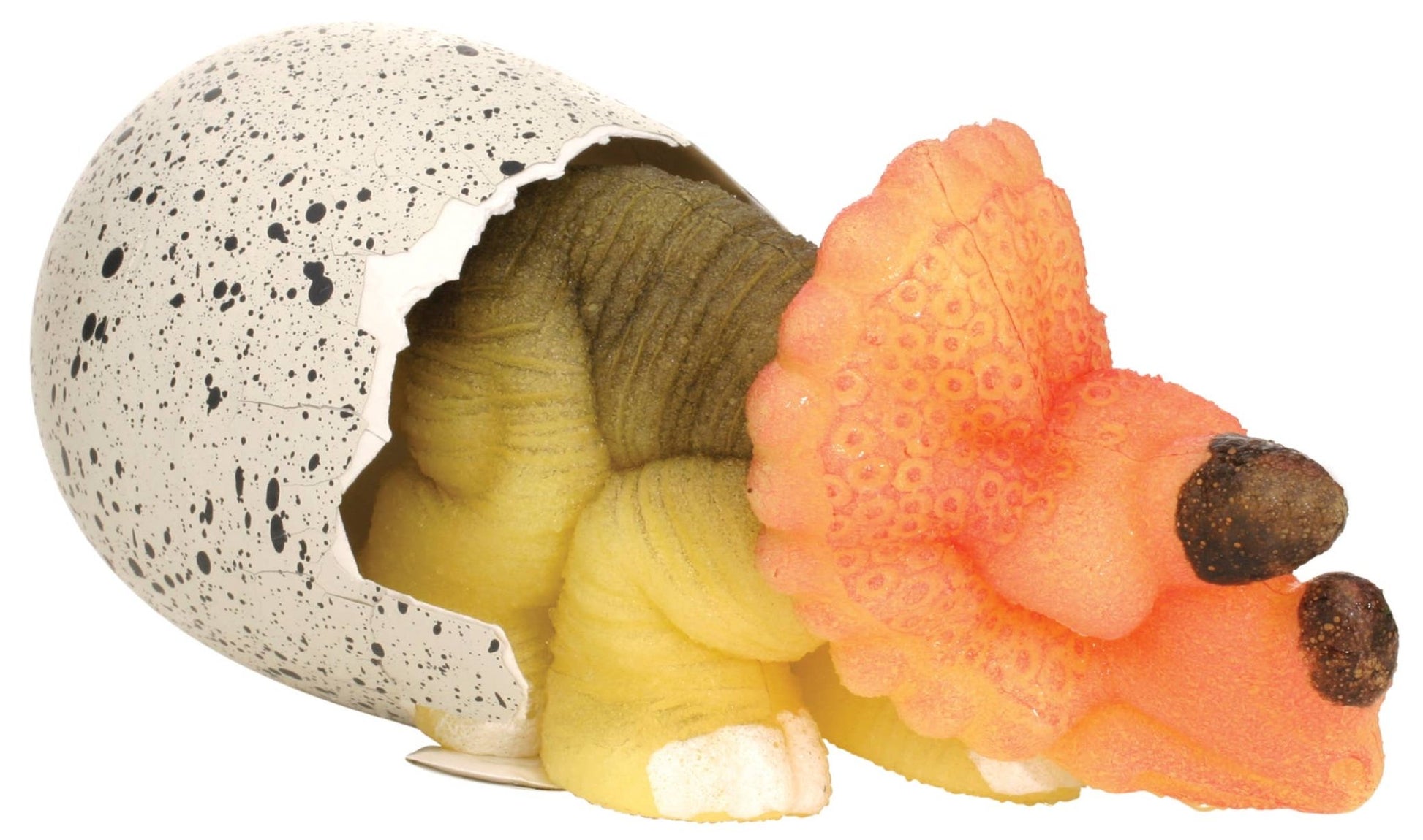 Ginormous Hatchin' Grow Dino Egg, Just Add Water - The Continental Ranch